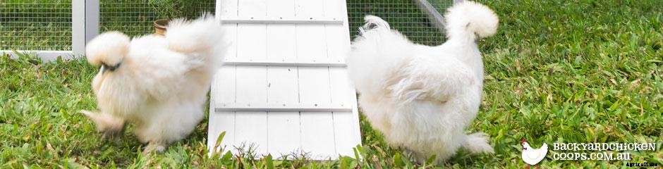 The Best Chicken Breeds for Families