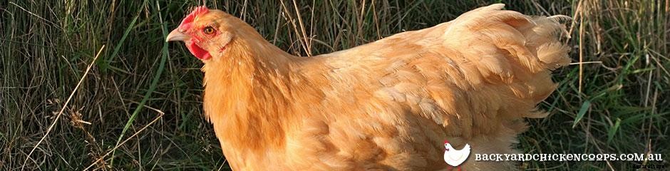 The Best Chicken Breeds for Families
