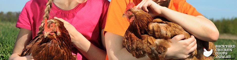 The Best Chicken Breeds for Families