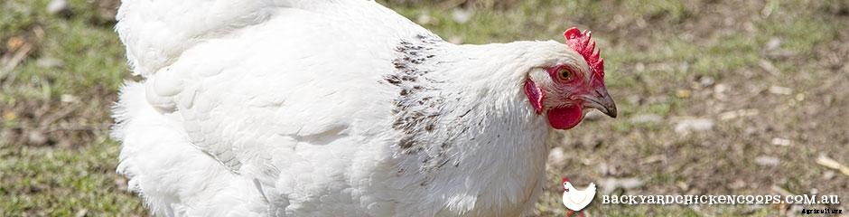 The Best Chicken Breeds for Families