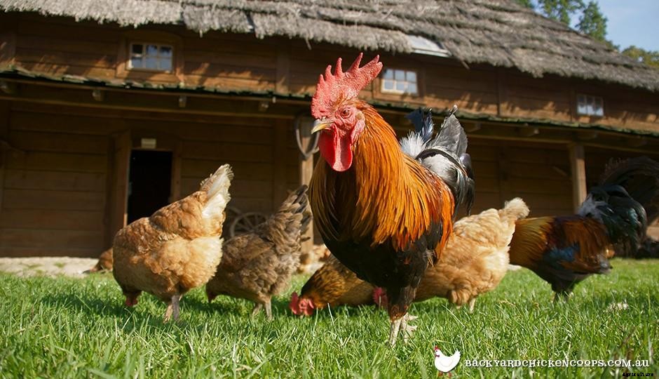 Do I Need A Rooster To Get Eggs From My Hens?
