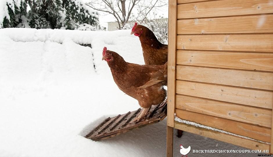 The Secret Laying Lives Of Chickens