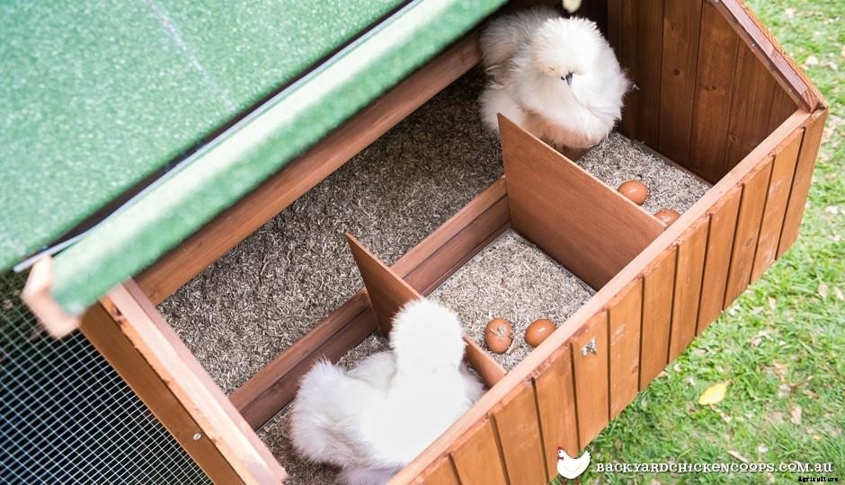 The Secret Laying Lives Of Chickens