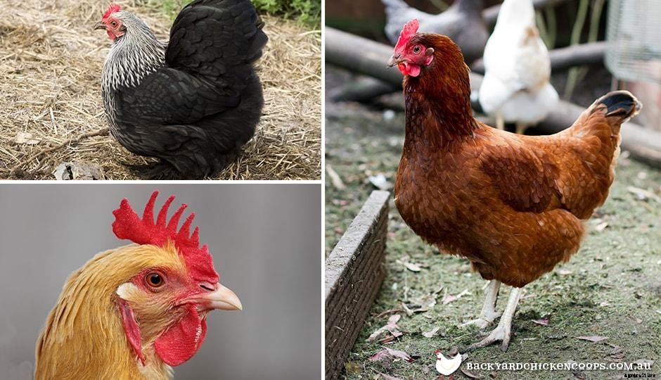 When Will My Chickens Start Laying Eggs?