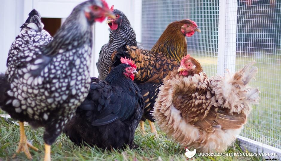 Do I Need To Move My Chicken Coop Around The Backyard To Give The Hens Fresh Grass?