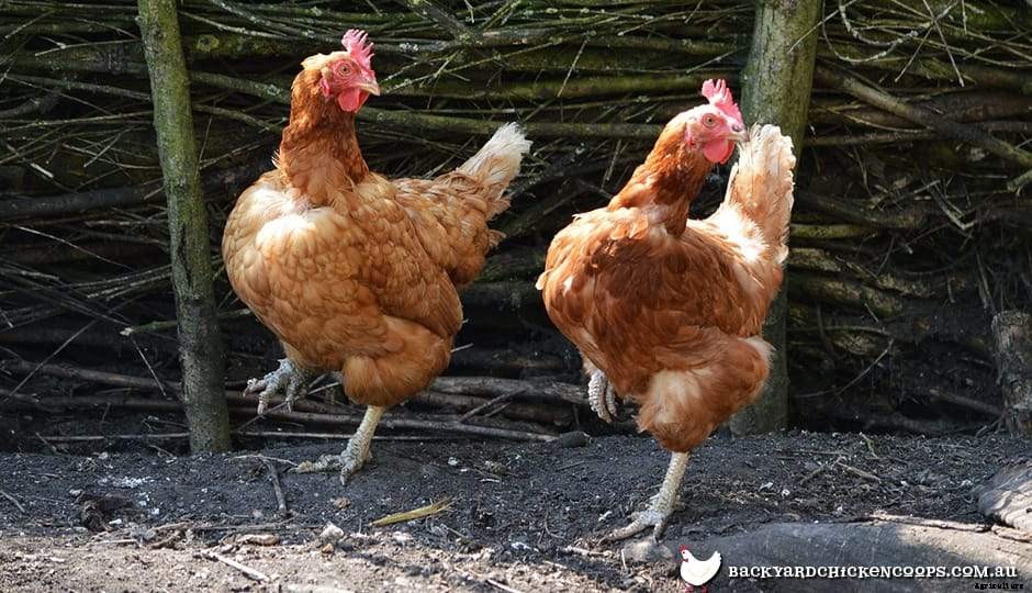 Can I Have Just One Pet Chicken?