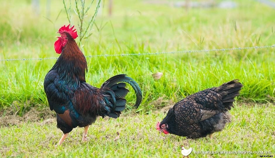 How Noisy Are Chickens?