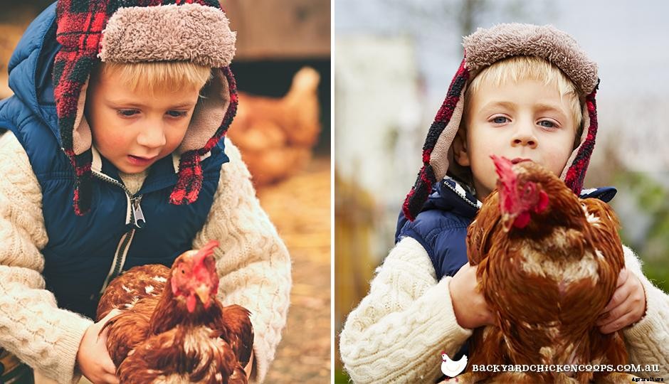 How To Handle Your Hen