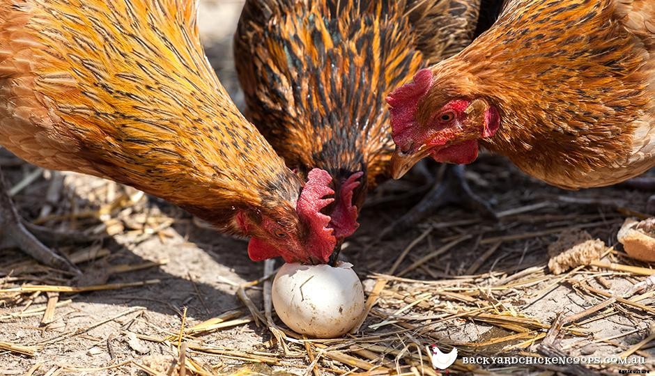 How To Stop Your Flocks Bad Habits