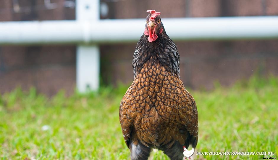 How To Stop Your Flocks Bad Habits