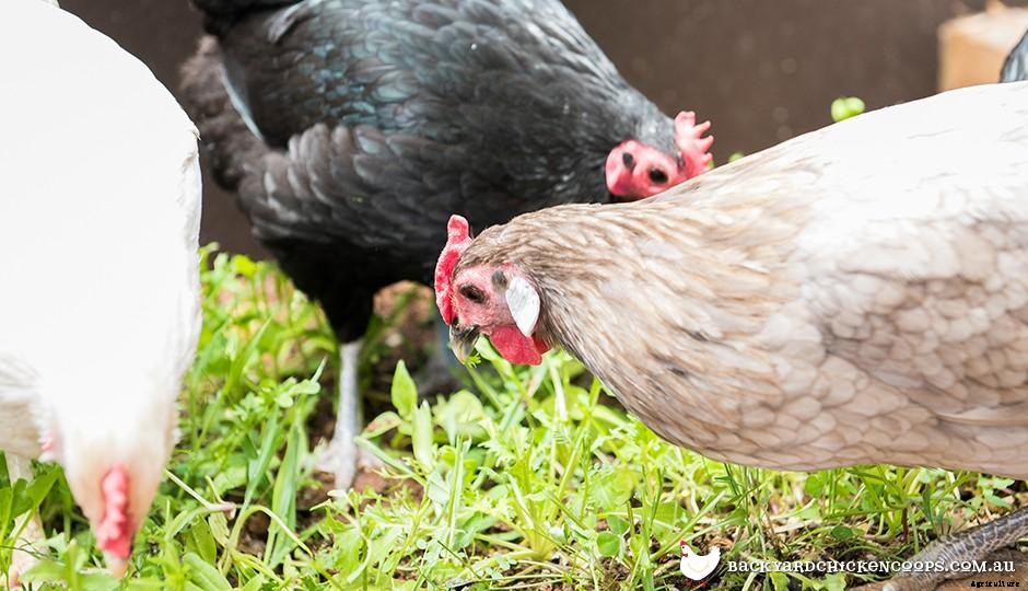 Can I Keep More Than One Chicken Breed in my Flock?