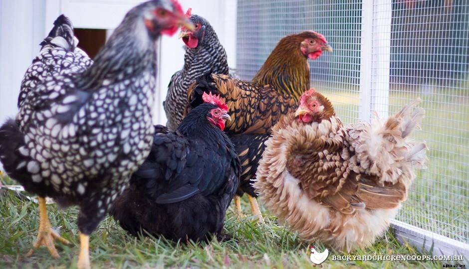 Can I Keep More Than One Chicken Breed in my Flock?