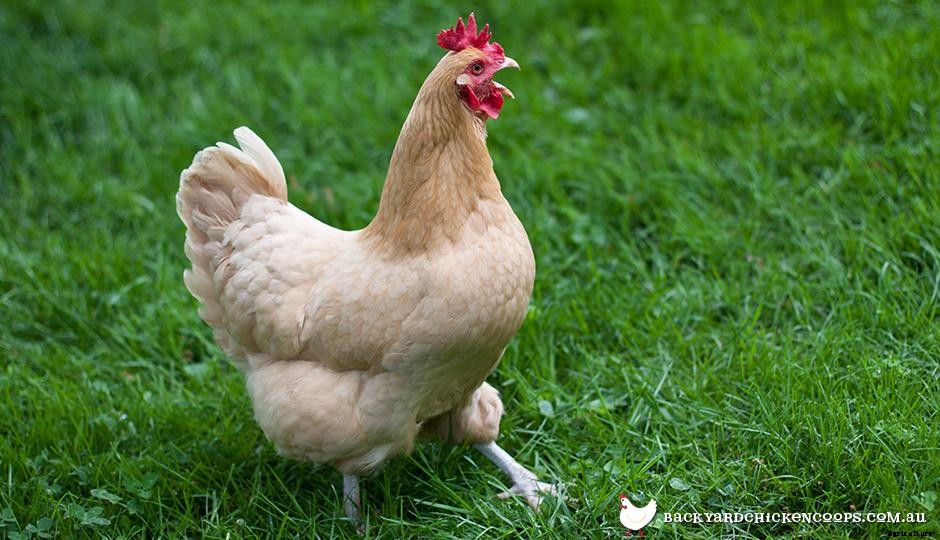 Chicken Chat: What The Squawks Mean