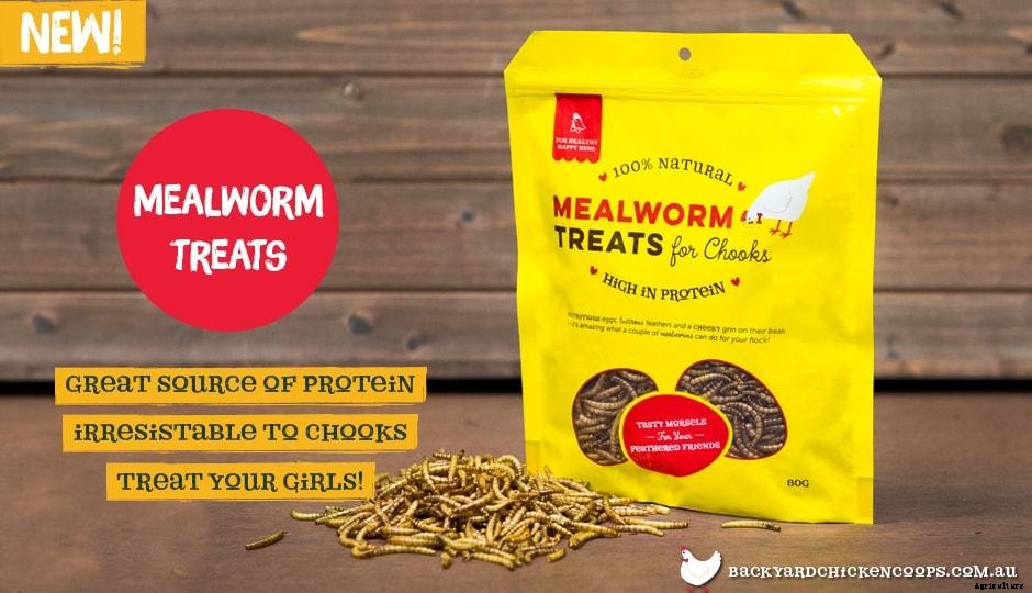 7 Reasons Why You Should Feed Your Chickens Mealworms