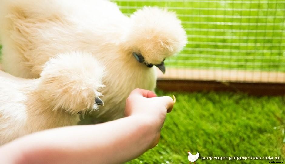 7 Reasons Why You Should Feed Your Chickens Mealworms