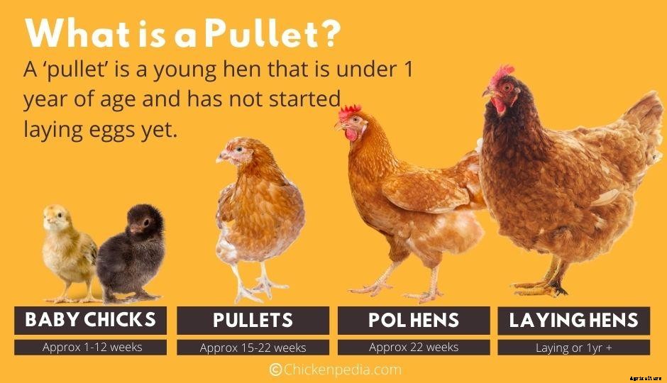 What Is a Pullet?