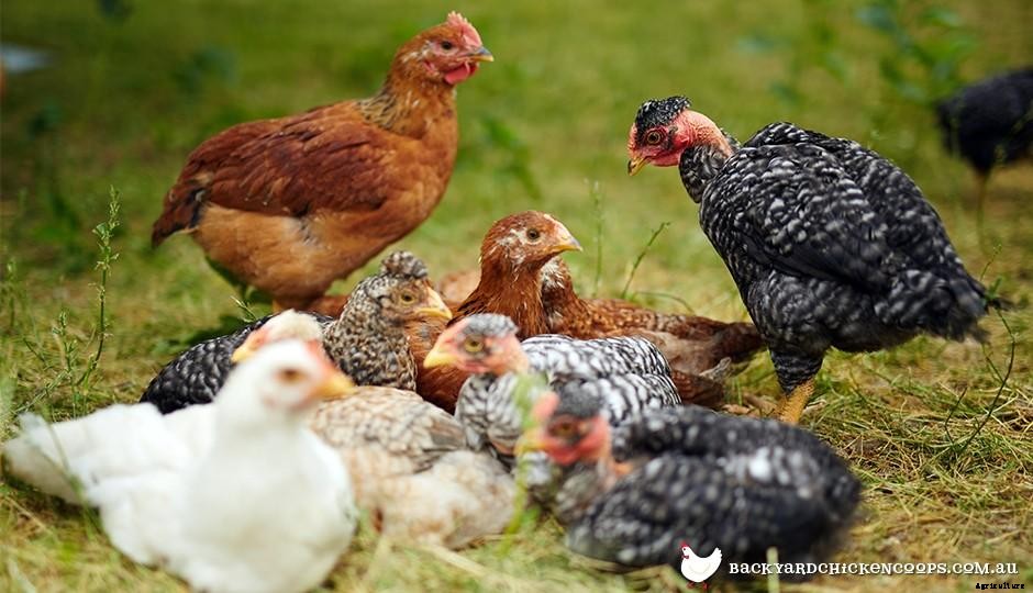What Is a Pullet?