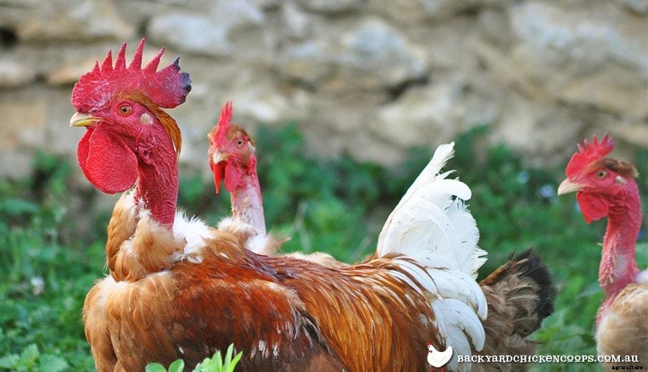 5 Reasons To Love Your Naked Neck Chickens