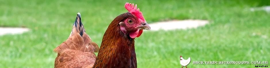 Dual Purpose Chicken Breeds