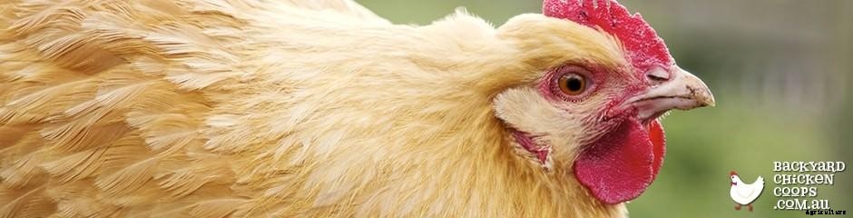 Dual Purpose Chicken Breeds