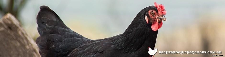 Dual Purpose Chicken Breeds