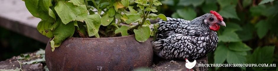 Dual Purpose Chicken Breeds