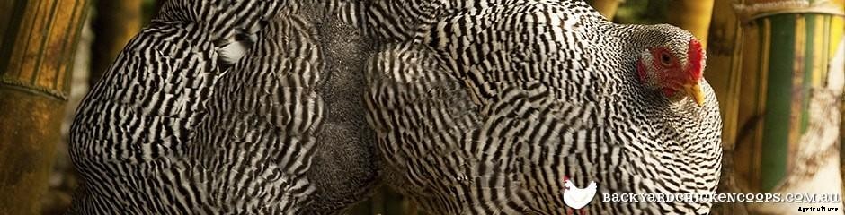 Dual Purpose Chicken Breeds