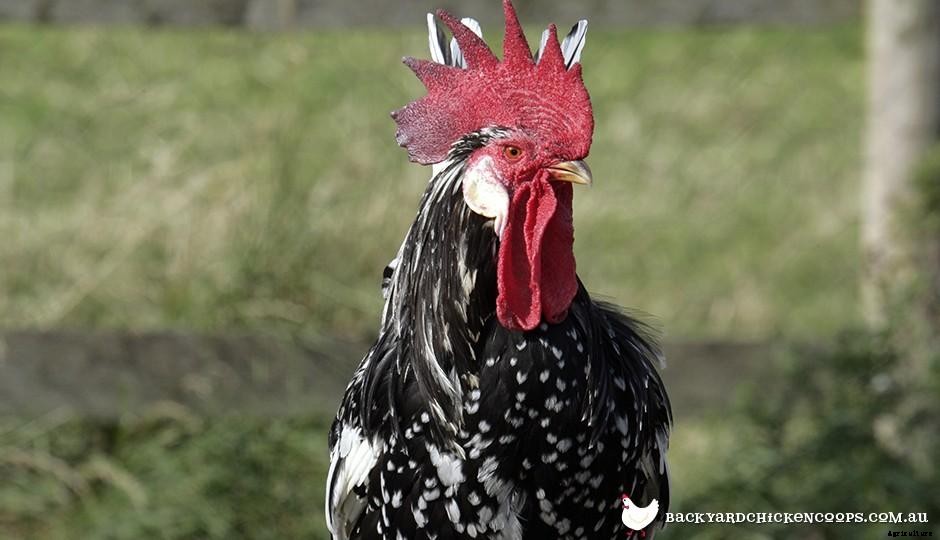 5 Reasons to Love Ancona Chickens