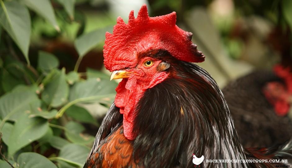 Do I need a rooster in my backyard flock?