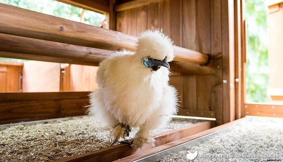 The Fascinating Features Of Silkie Chickens