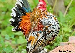 Do I need a rooster in my backyard flock?