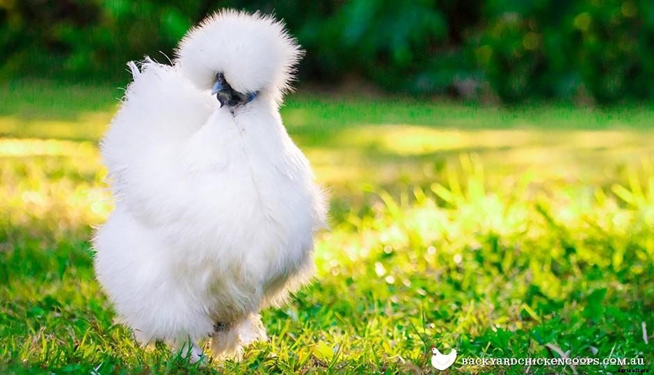 The Fascinating Features Of Silkie Chickens