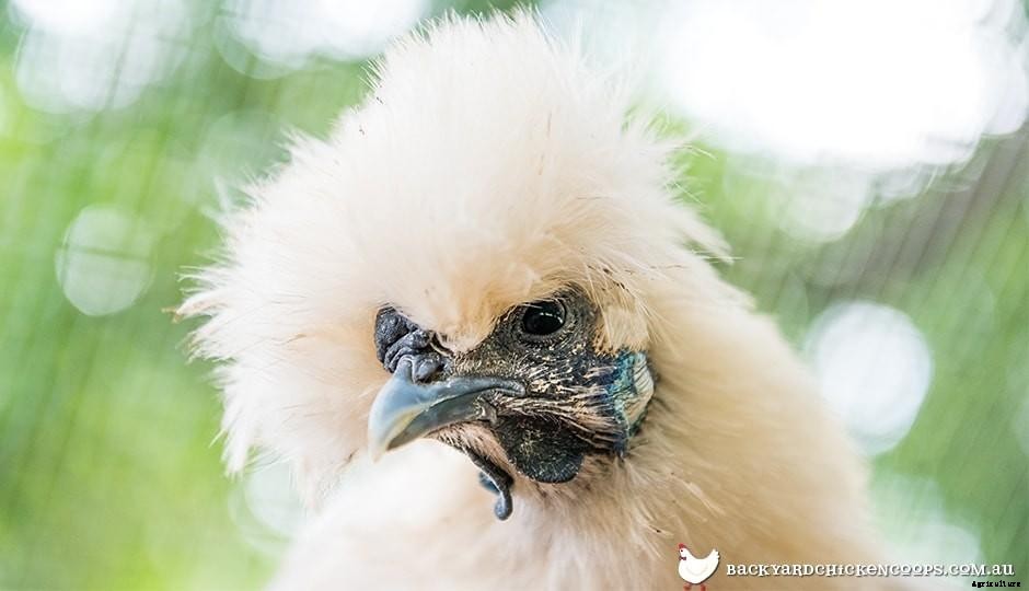 The Fascinating Features Of Silkie Chickens