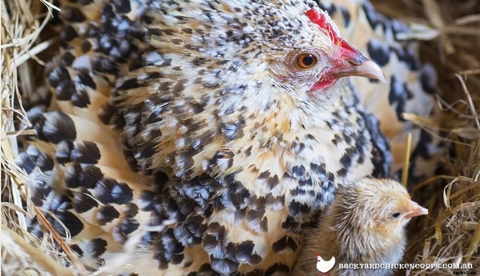 What Are The Best Breeds for Brooding?