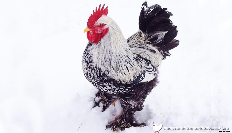 Top 5 Chicken Breeds for Cold Climates