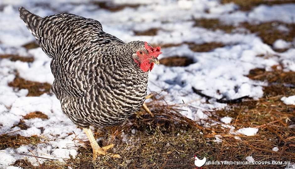 Top 5 Chicken Breeds for Cold Climates
