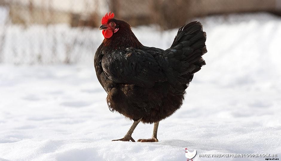 Top 5 Chicken Breeds for Cold Climates