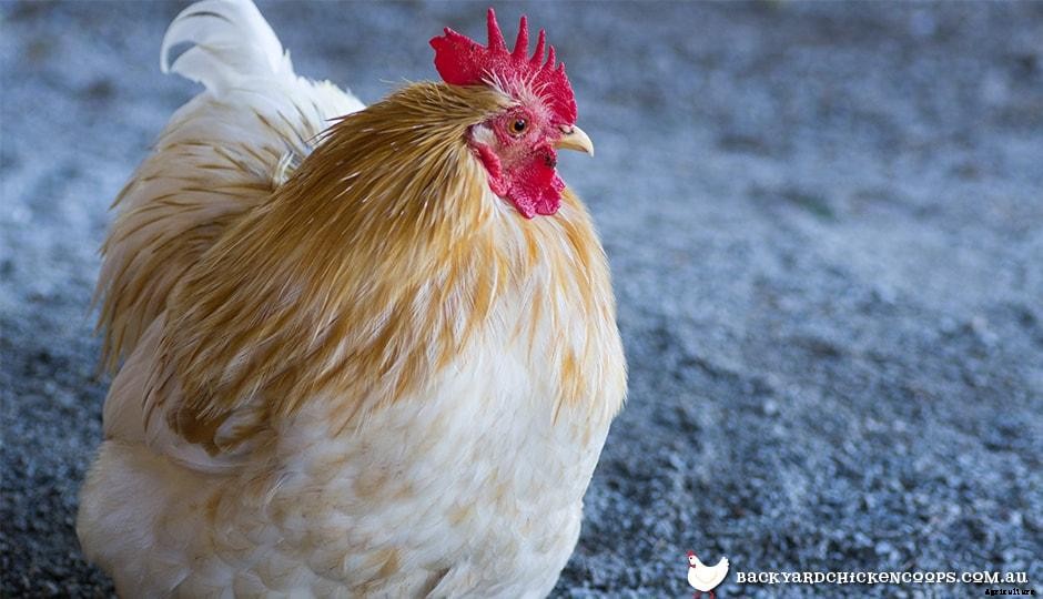 5 Reasons To Love Orpington Chickens
