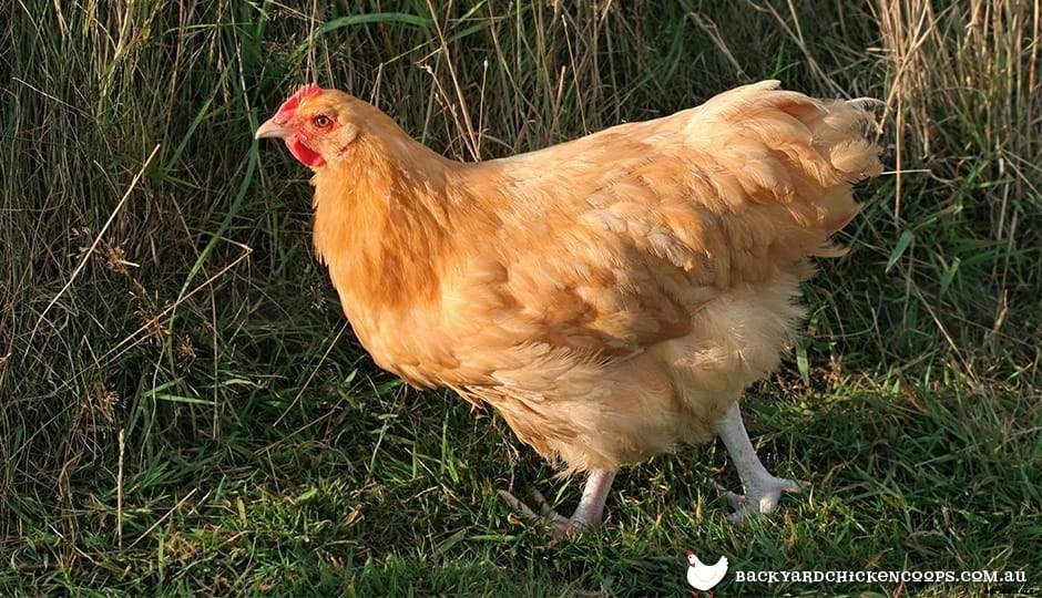 5 Reasons To Love Orpington Chickens