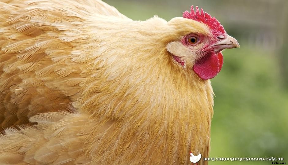 5 Reasons To Love Orpington Chickens