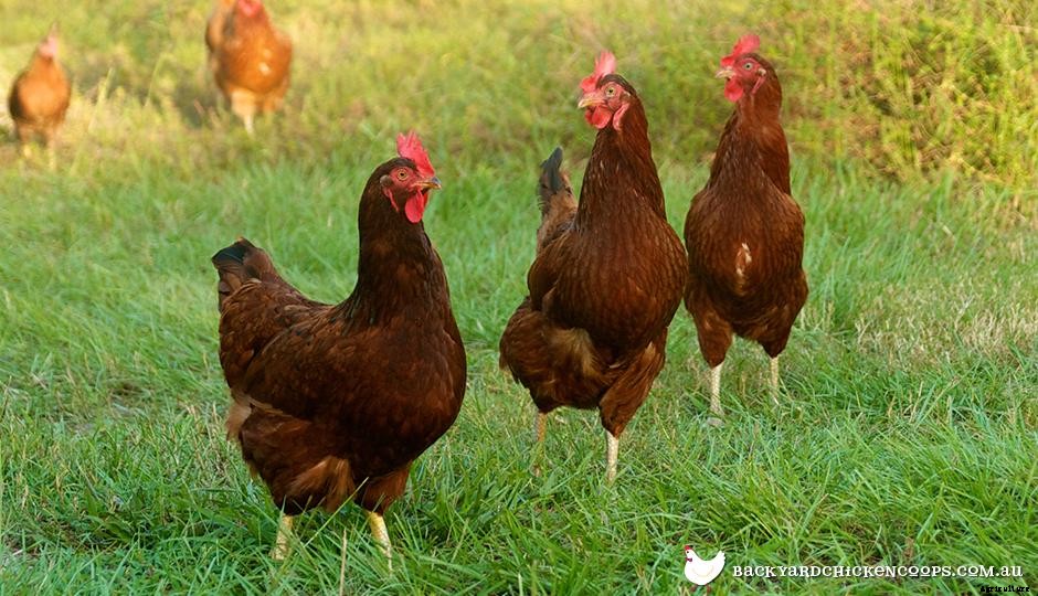 5 Reasons to Love Rhode Island Red Chickens