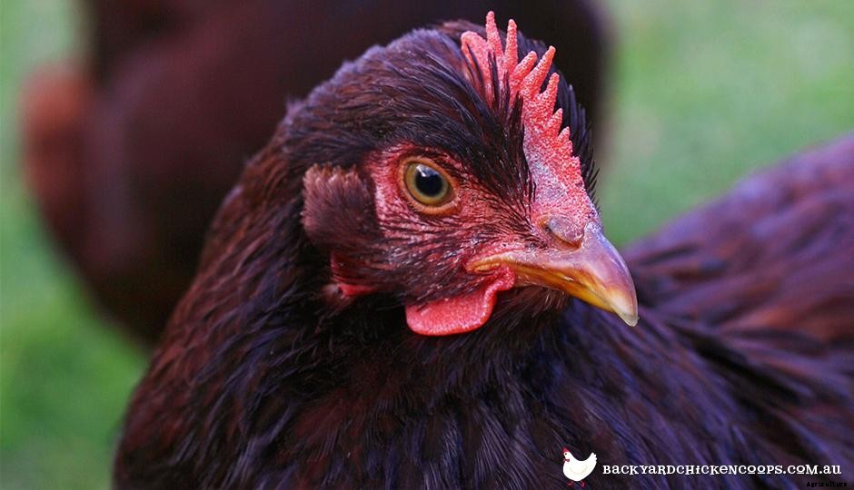 5 Reasons to Love Rhode Island Red Chickens