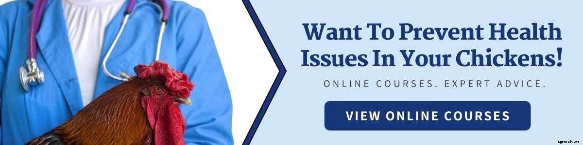 5 Signs Your Chickens Might Have The Flu