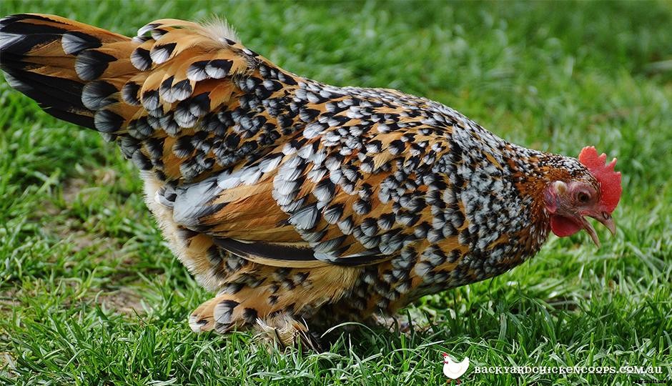 Chicken Health - Is My Chicken Sick?