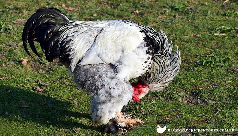 Chicken Health - Is My Chicken Sick?