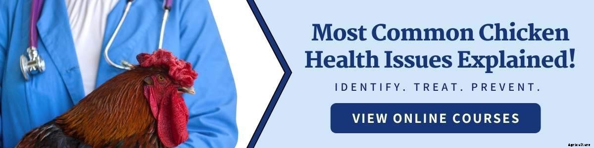 Chicken Health - Is My Chicken Sick?