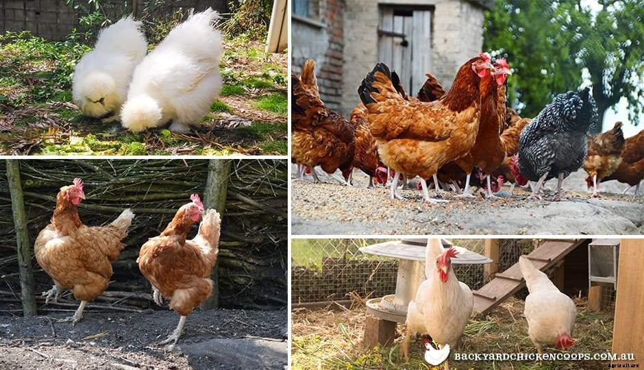 Introducing New Chickens To Your Flock