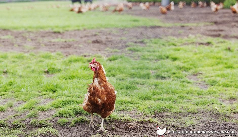 Introducing New Chickens To Your Flock