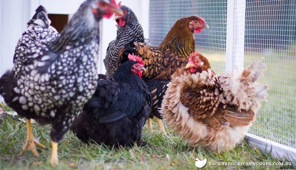 Introducing New Chickens To Your Flock
