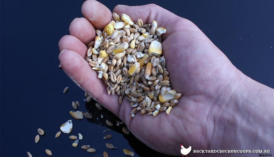 All The Different Types Of Chicken Feed Explained